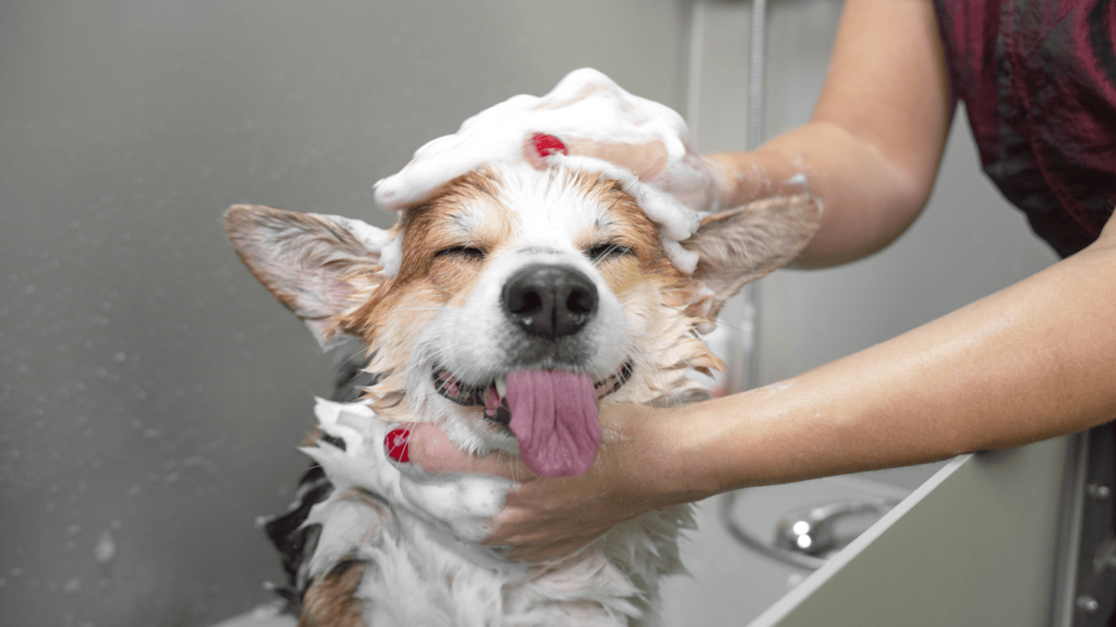 peluquería canina